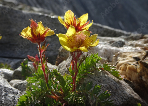 Silberwurz - mountain avens - Dryas octopetala photo