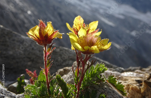 Silberwurz - mountain avens - Dryas octopetala photo