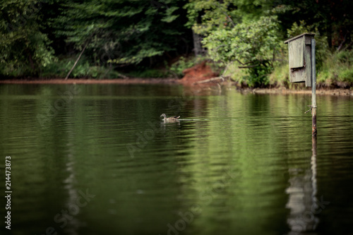Duck Swimming on a Lake 