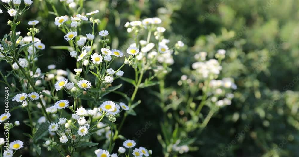 Wild white chrysanthemum coronarium at strong wind in desert Wild white chrysanthemum coronarium at strong wind in desert