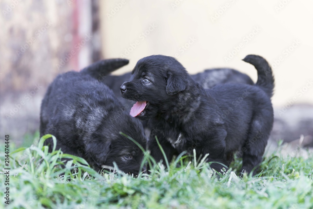 sarplaninac dog puppies. black puppy in garden