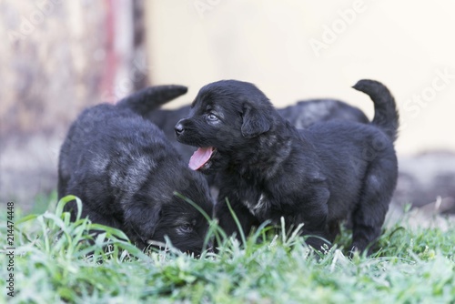 sarplaninac dog puppies. black puppy in garden