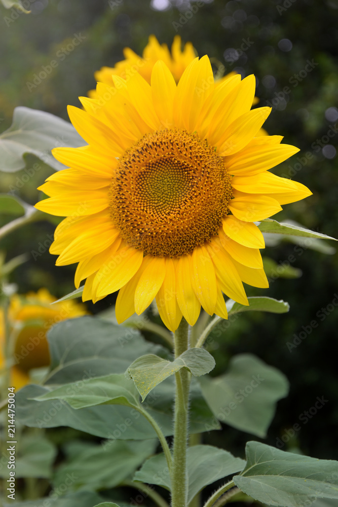 Tournesol seul Tournesol seul