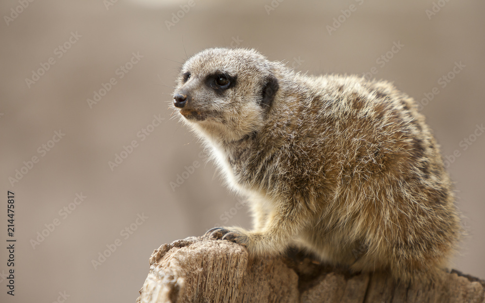 Fototapeta premium Beautiful portrait of a meerkat climbed on a trunk