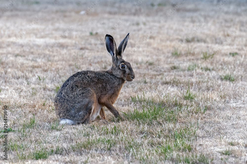 Alert hare ready to run Alert hare ready to run