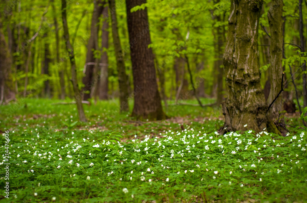 Anemone nemorosa flower in the forest in the sunny day. Wood anemone, windflower, thimbleweed. Fabulous green forest with blue and white flowers. Beautiful summer forest landscape. Anemone nemorosa flower in the forest in the sunny day. Wood anemone, windflower, thimbleweed. Fabulous green forest with blue and white flowers. Beautiful summer forest landscape.
