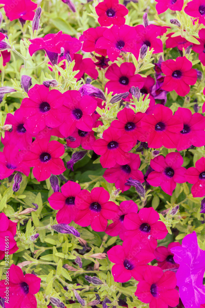 Beautiful bright outdoor flowers in pots in the summer Beautiful bright outdoor flowers in pots in the summer