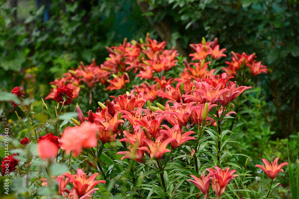 Vibrant Fire Lily (Lilium bulbiferum)