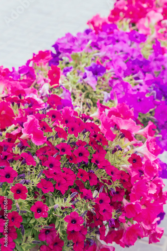 Beautiful bright outdoor flowers in pots in the summer