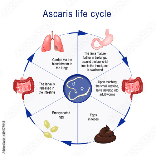 life cycle of Ascaris