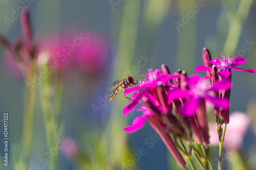 Schwebfliege auf Blüte photo