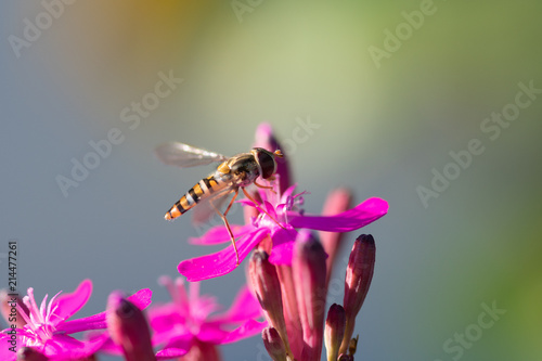 Schwebfliege auf Blüte photo