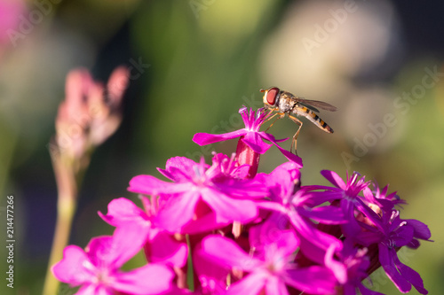 Schwebfliege auf Blüte photo