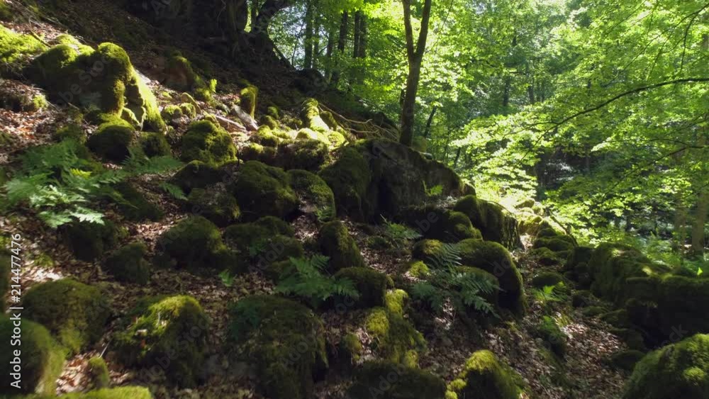 Flying over mossy rocks in deciduous forest. Motion shot of stones with moss in the woods. Sunlight peeking through the trees. Beautiful nature scenery background in 4K resolution Flying over mossy rocks in deciduous forest. Motion shot of stones with moss in the woods. Sunlight peeking through the trees. Beautiful nature scenery background in 4K resolution
