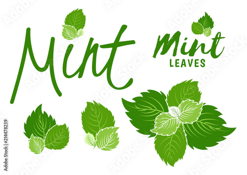 green mint leaves