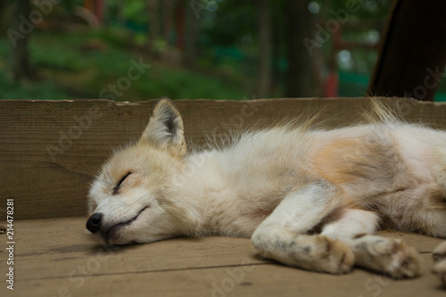 Fototapeta Naklejka Na Ścianę i Meble -  狐 キツネ fox かわいい 眠い 睡眠