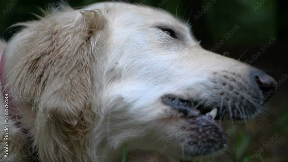 4k Slow motion. Dog training. Golden retriever dog training outdoor in the park.
4k Slow motion. Dog training. Golden retriever dog training outdoor in the park.