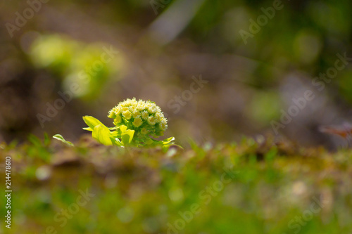 Wallpaper Mural ふきのとう フキノトウ 春 食彩 Torontodigital.ca