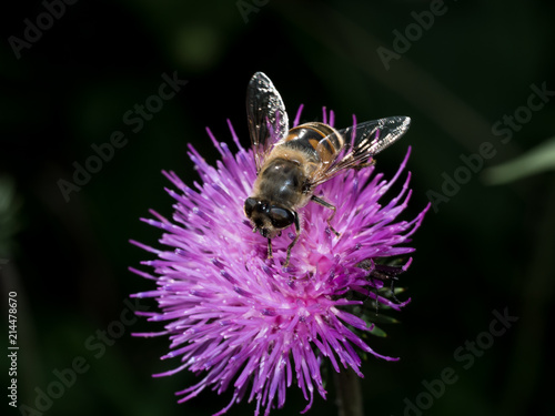 Hover fly on flower