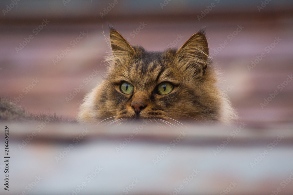 猫 ねこ cat 子猫 仕草 かわいい 視線 目線 強い ボス 猫 ねこ cat 子猫 仕草 かわいい 視線 目線 強い ボス