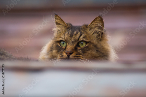 猫 ねこ cat 子猫 仕草 かわいい 視線 目線 強い ボス © sugiwork