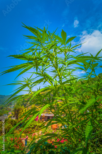 hemp was planted for the show in Hmong tribal village in a valley of Doi Pui to Doi Suthep National Park Chiang Mai Thailand..