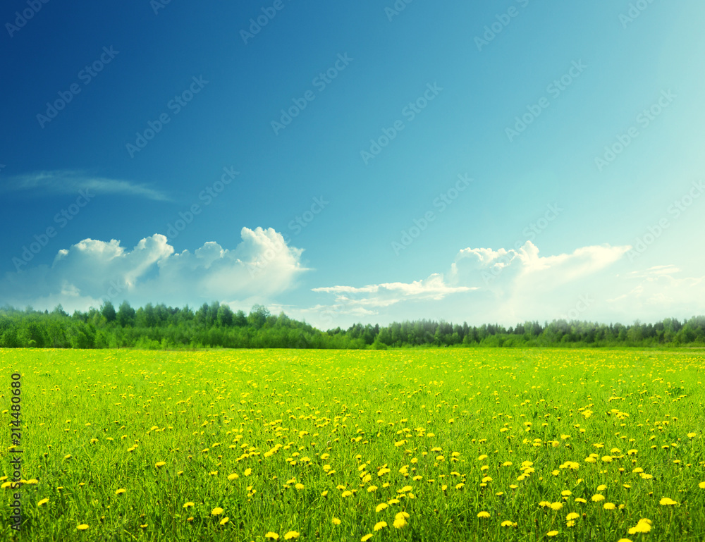 field of spring flowers and perfect sky field of spring flowers and perfect sky
