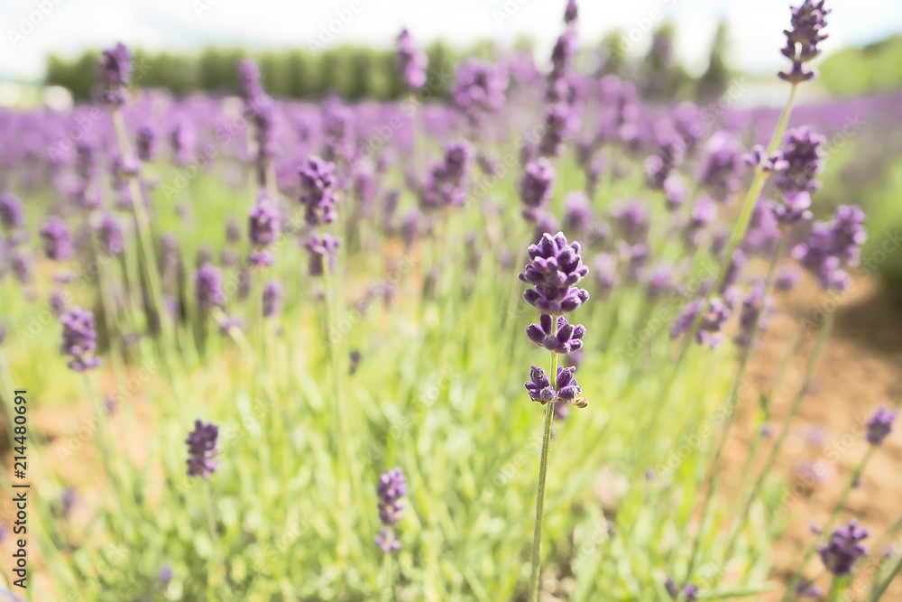 Violet lavender blooming fields in furano, hokaido, japan.Closeup focus ,flowers background. Violet lavender blooming fields in furano, hokaido, japan.Closeup focus ,flowers background.