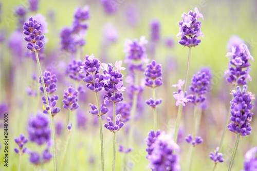 Violet lavender blooming fields in furano, hokaido, japan.Closeup focus ,flowers background.