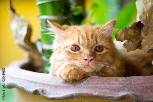 hidden brown cat on tree jar