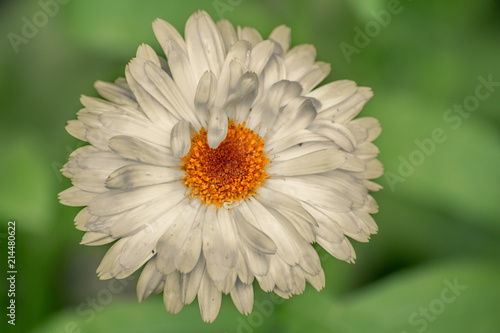 in the green grass grows a flower with white petals photo