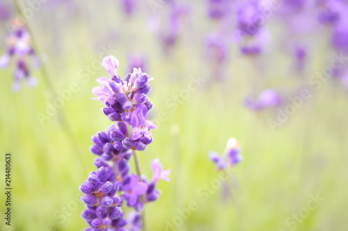 Violet lavender blooming fields in furano  hokaido  japan.Closeup focus  flowers background.