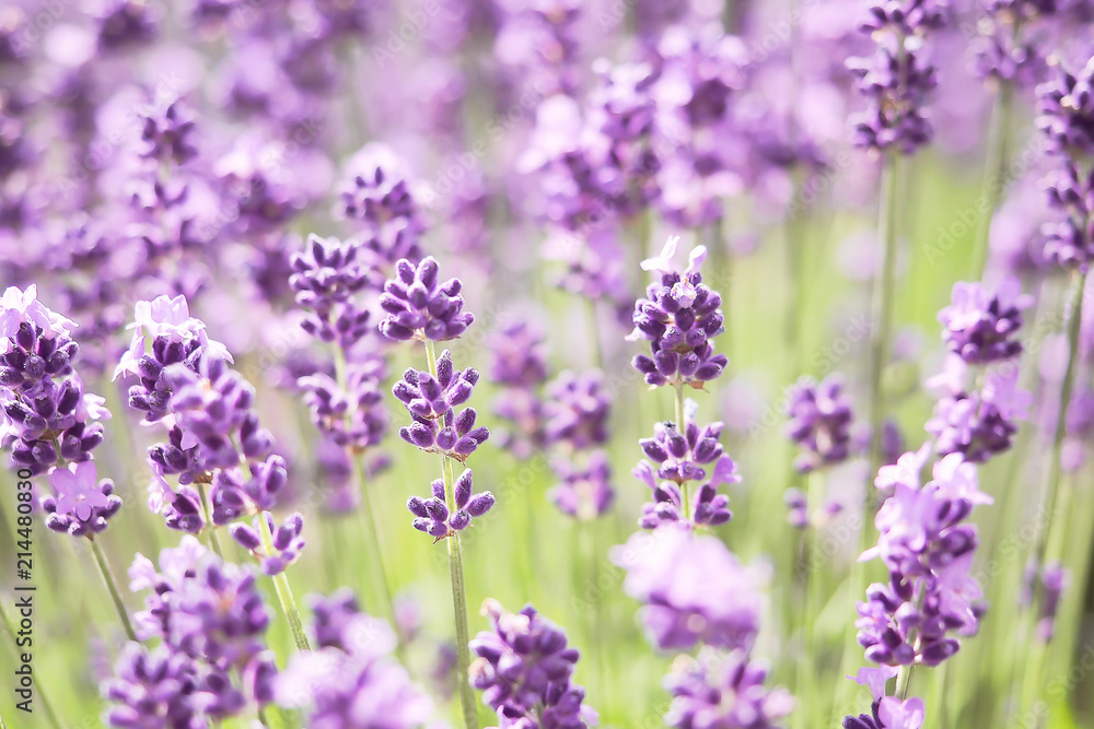 Naklejka premium Violet lavender blooming fields in furano, hokaido, japan.Closeup focus ,flowers background.