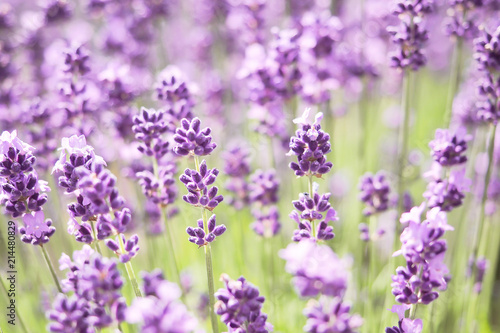 Violet lavender blooming fields in furano  hokaido  japan.Closeup focus  flowers background.