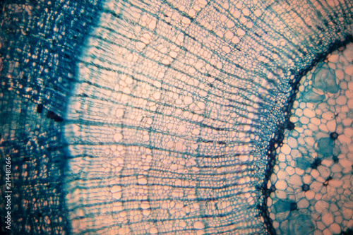 Cell of a living organism in the microscope