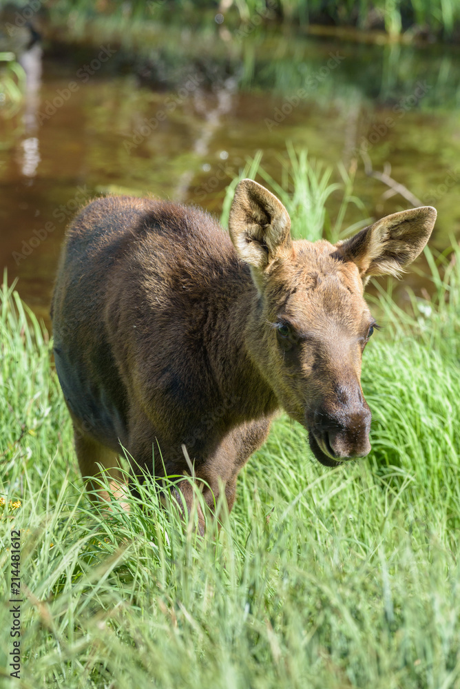 Moose calf in tall grass. Shiras Moose of The Colorado Rocky Mountains Moose calf in tall grass. Shiras Moose of The Colorado Rocky Mountains