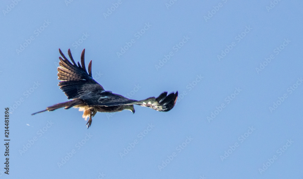 Obraz premium red kite 2