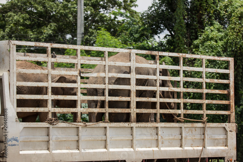 Cargo Truck for elephant move
