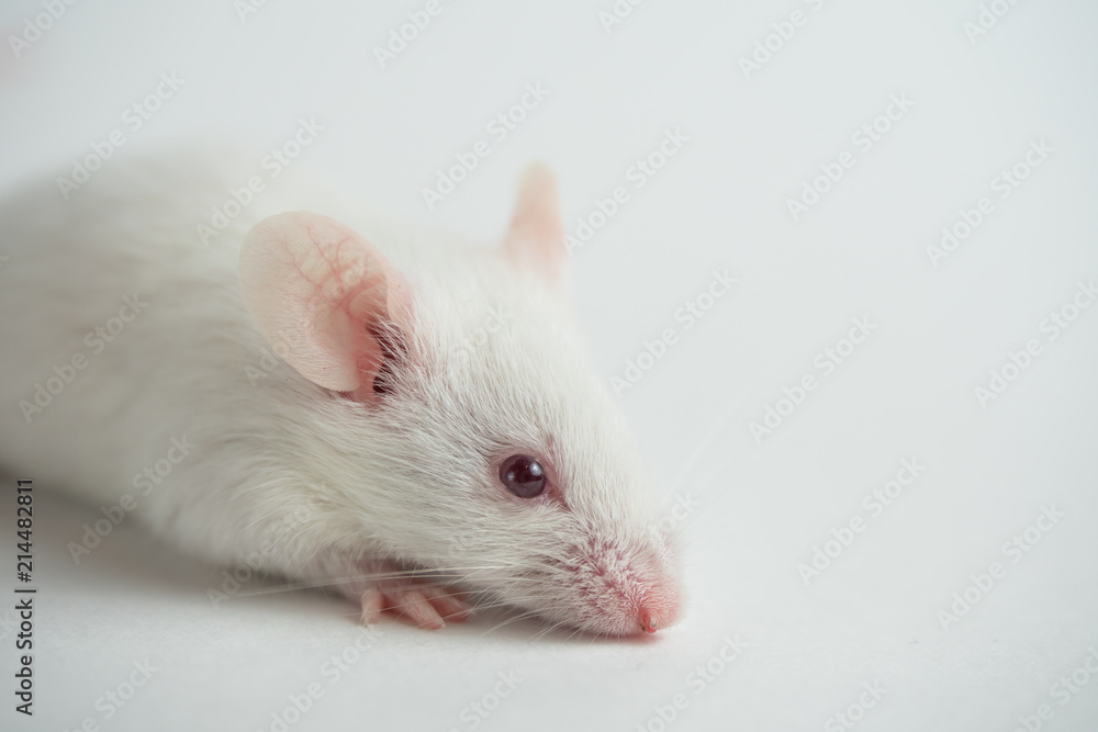 White mouse on white background White mouse on white background