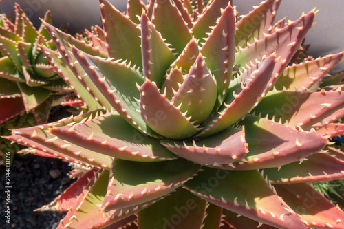 Wallpaper Mural Aloe Torontodigital.ca