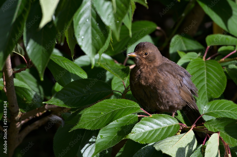 Blackbird Sitting on a Tree, Scotland Blackbird Sitting on a Tree, Scotland