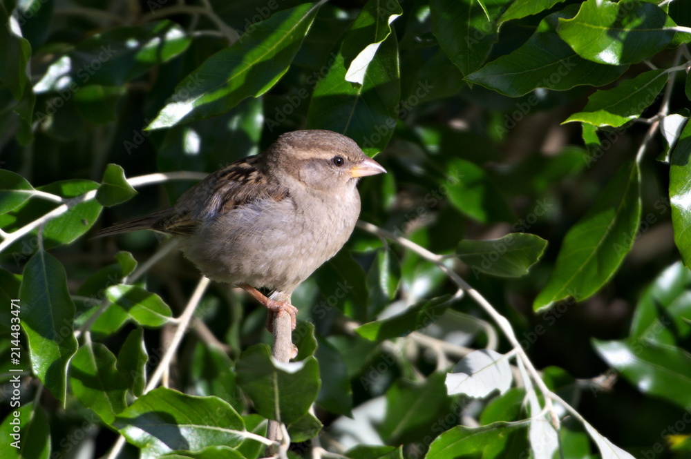 Bird Sitting on a Tree, Scotland Bird Sitting on a Tree, Scotland