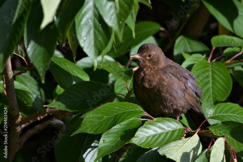 Blackbird Sitting on a Tree, Scotland