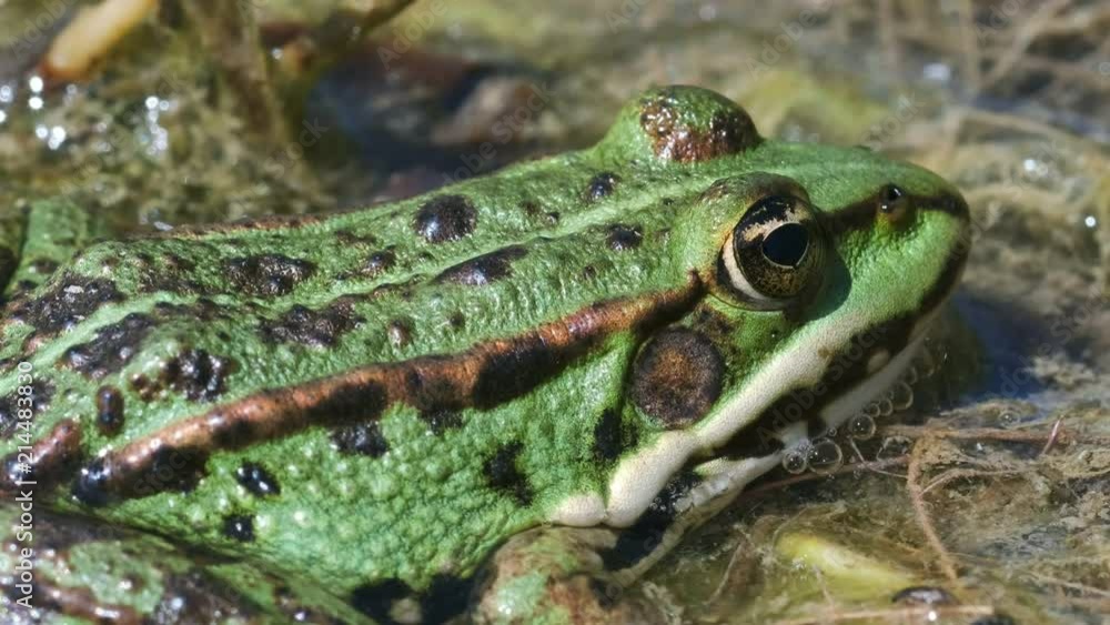 Zoom auf einem Teichfrosch - Pelophylax esculentus im Sumpf Zoom auf einem Teichfrosch - Pelophylax esculentus im Sumpf