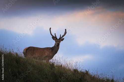 Red Deer with Antler Velvet in Scottish Highlands
