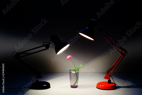 red and black table lamp shining on a red flower and warms with its warmth