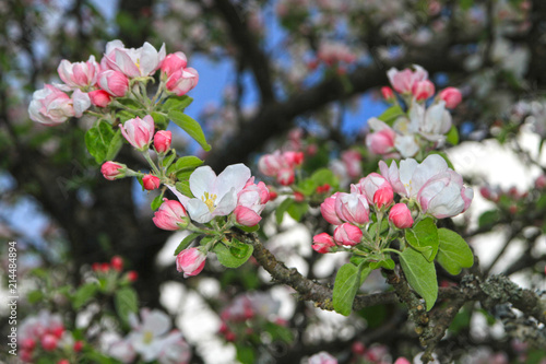 Apfelblüte