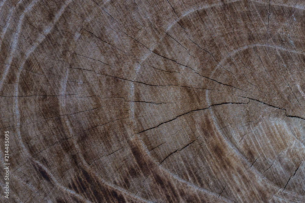 Fototapeta premium Close up of the patterns on tree trunk