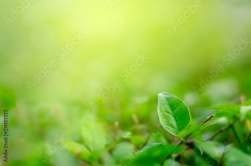 Leaves blur Fresh green grass (shallow DoF) Natural green plants landscape using as a background or wallpaper