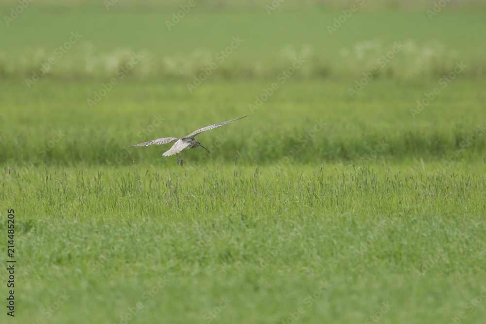 Eurasian Curlew Flying over green field Eurasian Curlew Flying over green field